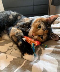 Petstages Dental Health Chews Pair Dental Chew 36 71yoHLaXG8L