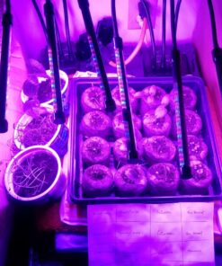 Pea Seed, Sugar Daddy Snap Pea, Heirloom, Non GMO, 20 Seeds, Perfect Peas, Country Creek Acres 19 71yqQojoRdL