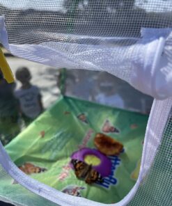 Butterfly Garden: Farm Habitat and Live Cup of Caterpillars – Life Science & STEM Education Butterfly Farm 51 71yrXGgVxcL 1
