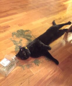 KONG - Naturals Premium Catnip - Premium North American Grown - 2 Ounce 59 71ysE7psZvL