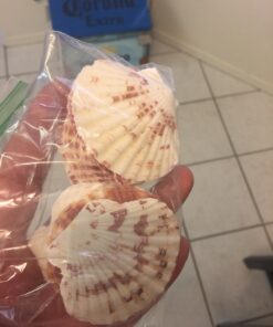 Sea Shells Mixed Beach Seashells - Various Sizes up to 2" Shells -Bag of Approx. 50 Seashells Seashells1 50 71ysotd4NL