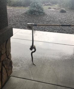 Trapper Max Free Mouse Glue Boards-12 Boards 10 71yt49FIhL