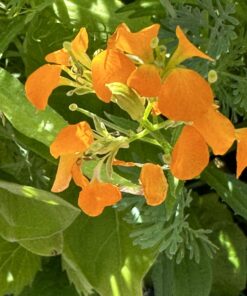 Hummingbird Nectar Wildflower Seeds Bulk Open-Pollinated Wildflower Seed Mix Packet, Non-GMO, No Fillers, Annual, Perennial Wildflower Seeds Year Round Planting - 1 oz 77 71yv8 VVq4L