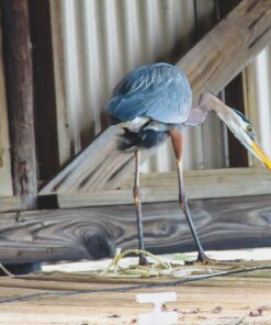 Tamron SP 150-600mm F/5-6.3 Di VC USD G2 for Canon Digital SLR Cameras Lens Only 52 71yvAjZVL