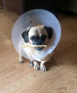 Virbac C.E.T. Enzymatic Oral Hygiene Chews, Small Dog, 30 Count,Beef,0.65 pounds 8.4 Ounce (Pack of 1) Blue 27 71yxJHjMpBL