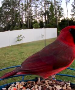 Kaytee Wild Bird Food Nut & Fruit Seed Blend For Cardinals, Chickadees, Nuthatches, Woodpeckers and Other Colorful Songbirds, 5 Pounds 5 Pound (Pack of 1) 32 71yy1HNx2fL 1