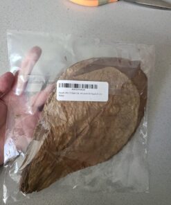 Aquatic Arts 10 Giant Catappa Indian Almond Leaves for Aquarium Use 17 71yzfTGvpRL