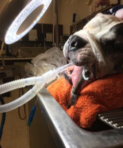 5X Magnifying Lamp LED Magnifier Light Glass Lens W/Adjustable Gooseneck, Floor Rolling Stand Facial Beauty Spa Salon Light Equipment Visual Aid 34 71z 189fL