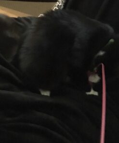 Fashion's Talk Cat Toys Variety Pack for Kitty 20 Pieces 55 71z azfDI6L