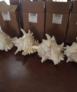 US Shell, 1 Piece, Murex Ramosus Sea Shell, 7 to 8 Inch Size 20 71z0FprkyzL