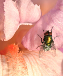 Nikon AF-S VR Micro-NIKKOR 105mm f/2.8G IF-ED Lens Lens Only 44 71z1hX1jpiL