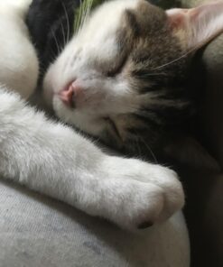 FRONTLINE Plus Flea and Tick Treatment for Cats Over 1.5 lbs., 3 Treatments 3 Doses 36 71z30BenC5L