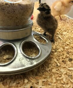 Rocky Mountain Goods Chick Feeder Base for Jar - Jar Feeder for Small Birds and Chickens - Galvanized Rust Proof Steel - 8 Feed Holes - Easy to Attach Glass or Plastic jar 10 71z62TBAb2L