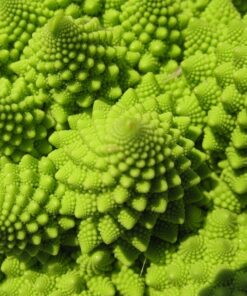 Alternative view of Broccoli Romanesco 50 Seeds per Packet - Rare & Unique