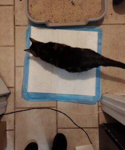 Amazon Basics Dog and Puppy Pee Pads with Leak-Proof Quick-Dry Design for Potty Training, Standard Absorbency, Regular Size, 22 x 22 Inches, Pack of 100, Blue & White Unscented Regular (100 Count) 38 71zCS4p 66L 1