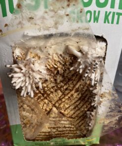 Back to the Roots Organic Oyster Mushroom Grow Kit, Harvest Gourmet Mushrooms In 10 Days 1 Count (Pack of 1) 88 71zDlbr 8bL