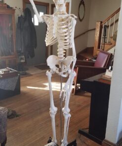 Giantex B010L18XEW Life Size 70.8" Human Anatomical Anatomy Skeleton Medical Model + Stand 56 71zFxOTRGcL