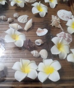 Sea Shells Mixed Beach Seashells - Various Sizes up to 2" Shells -Bag of Approx. 50 Seashells Seashells1 36 71zGwUjqH5L