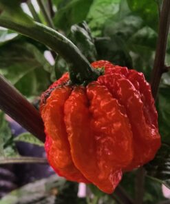 Moruga Scorpion Pepper - Grow Your Own Hottest Pepper in the World! - 2,000,000SHU 3oz/85gr 24 71zJ0vWBcZL 1
