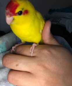 Kaytee Exact Hand Feeding High Fat Formula Pet Bird Baby Food For Parrots, Parakeets, Lovebirds, Cockatiels, Conures, Cockatoos, and Macaws, 5 Pound 19 71zJDlggZQL