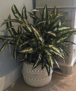 Nearly Natural 6673 30in. Aglaonema with Decorative Vase Silk Plant,Green,7.5" x 9" x 30" 19 71zLGck cbL