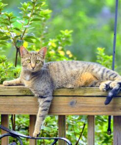 Hill's Science Diet Adult Chicken Recipe Dry Cat Food, 7 lbs., Bag 38 71zLHYOQX9L