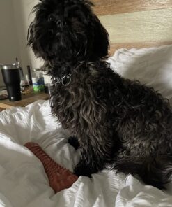 Nylabone Power Chew Dog Toy - Dog Toys for Aggressive Chewers - Indestructible Dog Toys for Aggressive Chewers Large Breed - For Extra Large Dogs - Bacon Flavor X-Large/Souper (1 Count) X-Large/Souper - 50+ lbs. 43 71zM8WEF2zL