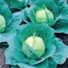 Cabbage Seed, Golden Acre, Heirloom, Non GMO, 25 Seeds, Tasty Healthy Veggie