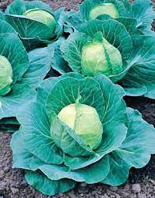 Cabbage Seed, Golden Acre, Heirloom, Non GMO, 25 Seeds, Tasty Healthy Veggie