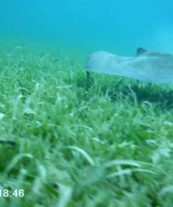 MOUNTDOG Action Camera Underwater Waterproof 30M Camera with 2" LCD Wide Angle View Sports Action Camera with 10M WiFi Wireless Control and Portable Camera Bag Black 19 71zQNeWAYQL