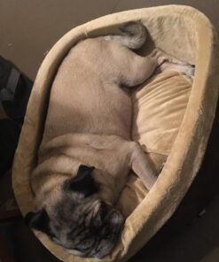 K&H Pet Products Thermo-Kitty Bed Heated Cat Bed Small 16 Inches Mocha/Tan 16.0"L x 16.0"W x 6.0"Th Retail Package 43 71zR1ZcPPGL