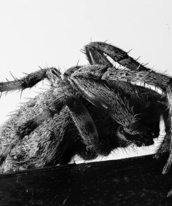 Flash Diffuser Light Softbox 6x5” by Altura Photo (Universal, Collapsible with Storage Pouch) for Canon, Yongnuo and Nikon Speedlight 6 x 5” 38 71zRaIDuF0L