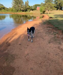 Amazing Turmeric for Dogs Curcumin Pet Antioxidant, Eliminates Joint Pain Inflammation, 120 Chews 30 71zRgrNnBkL