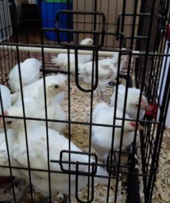 RentACoop 32oz(1L) Drinker Plus 2 Versatile Nipples - Suitable for Chicks, Quail, Pigeons, Doves, and Other Smaller Birds - 1 Pack Pack of 1 31 71zRohCVwZL