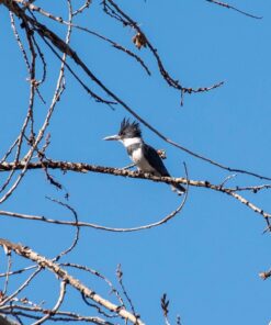 Nikon AF-P NIKKOR 70-300mm f/4.5-5.6E ED VR Fixed Zoom Digital Slr Camera Lens, Black 63 71zTGgElL