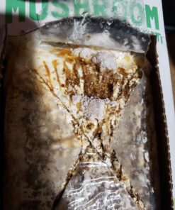 Back to the Roots Organic Oyster Mushroom Grow Kit, Harvest Gourmet Mushrooms In 10 Days 1 Count (Pack of 1) 61 71zUC9z9 fL