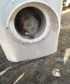 RentACoop 20 Pounds BPA-Free Chicken Feeder with Large Ports - Includes Lid, Anti-Roost Cone, Rain Hoods - Suitable for Chickens - Center Placement 30 71zVDwlwPZL