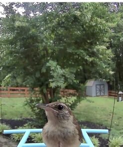 NETVUE Birdfy AI - Smart Bird Feeder with Camera, Free AI Forever, Auto Capture & Identify 6000+ Bird Species, Bird Videos for Birdwatching, Ideal Gift for Bird Lover Blue 47 71zX5D2rHcL 2