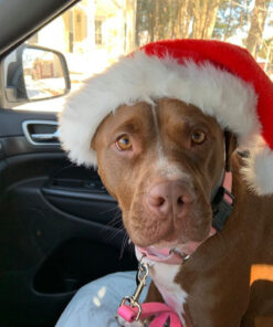 Aberlite FlexShaper - Beard Shaper Neckline Guide - Hands-Free & Flexible, The Ultimate Shaping Template, Trimmer, Lineup Stencil Kit beard liner tool outliner (White) White 43 71zZEeuwd6L