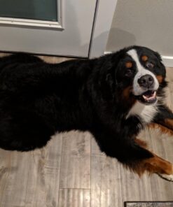 Isle of Dogs Keratin Volume Conditioner, 16 Ounce, MultiColor (830-16) 18 71zanZj7VHL