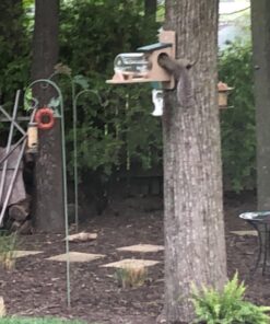 Birds Choice SNSQJAR Recycled Squirrel Jar Feeder, Squirrel Feeders, 7-1/4"L X 19"W X 15-3/4"H, Taupe w/ Green Roof 42 71zb1mf8rfL