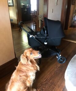 Bugaboo Fox Complete Full-Size Stroller, Black - Fully-Loaded Foldable Stroller with Advanced Suspension and All-Terrain Wheels 27 71zb7Jt9qQL