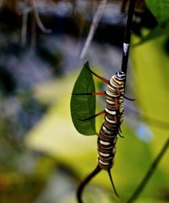 Stunning Digital Photography 37 71zbQe4XOIL