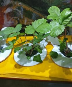 Click and Grow SGR24x3 Smart Garden Wild Strawberry Plant Pods, 3-Pack 32 71zcH6T50nL