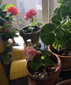 Yellow Sticky Aphid Whitefly Trap Pack of 15 25 71zcIsubSGL