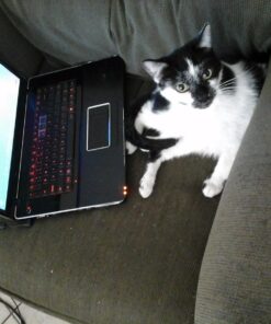 Logitech K120 Wired Keyboard for Windows, Plug and Play, Full-Size, Spill-Resistant, Curved Space Bar, Compatible with PC, Laptop - Black 28 71zclOi6PML