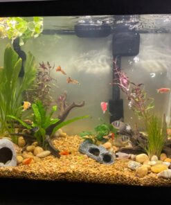 Anubias Barteri Coin Leaves Live Aquarium Plants Freshwater Rhizome 3 Days Live Guaranteed by Mainam 23 71zdBF5Kh2L 1