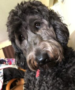 PEDIGREE DENTASTIX Large Dog Dental Care Treats Original, Beef & Fresh Variety Pack, 2.73 lb.Pack (51 Treats) Variety: Chicken, Beef & Fresh 51 Count (Pack of 1) 40 71zdtcycxGL 2