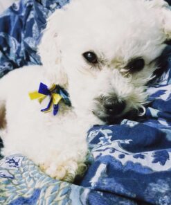 PetArmor for Dogs, Flea and Tick Treatment for Small Dogs (5-22 Pounds), Includes 3 Month Supply of Topical Flea Treatments 3 Count 5-22 lbs 35 71zeaKbFL