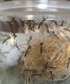 BioLogic Company, Inc. Praying Mantis Egg Cases - 2 Extra Large Cases 36 71zfyP9ROAL